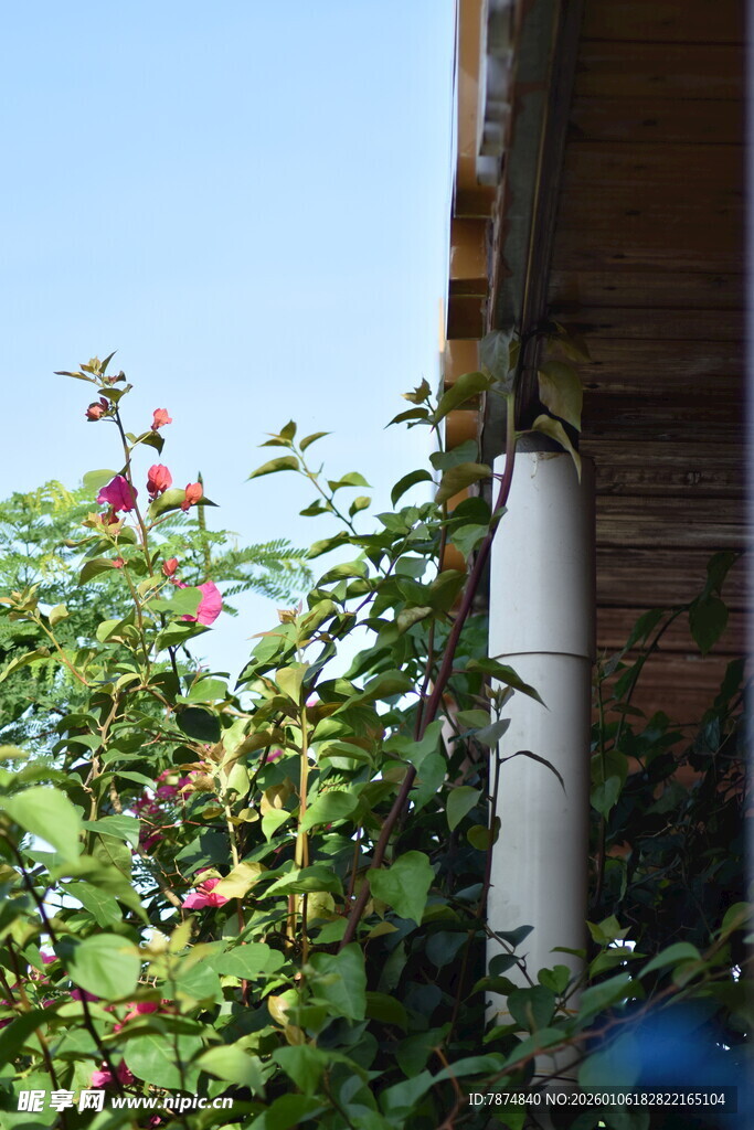 墙边绿植与白色管道