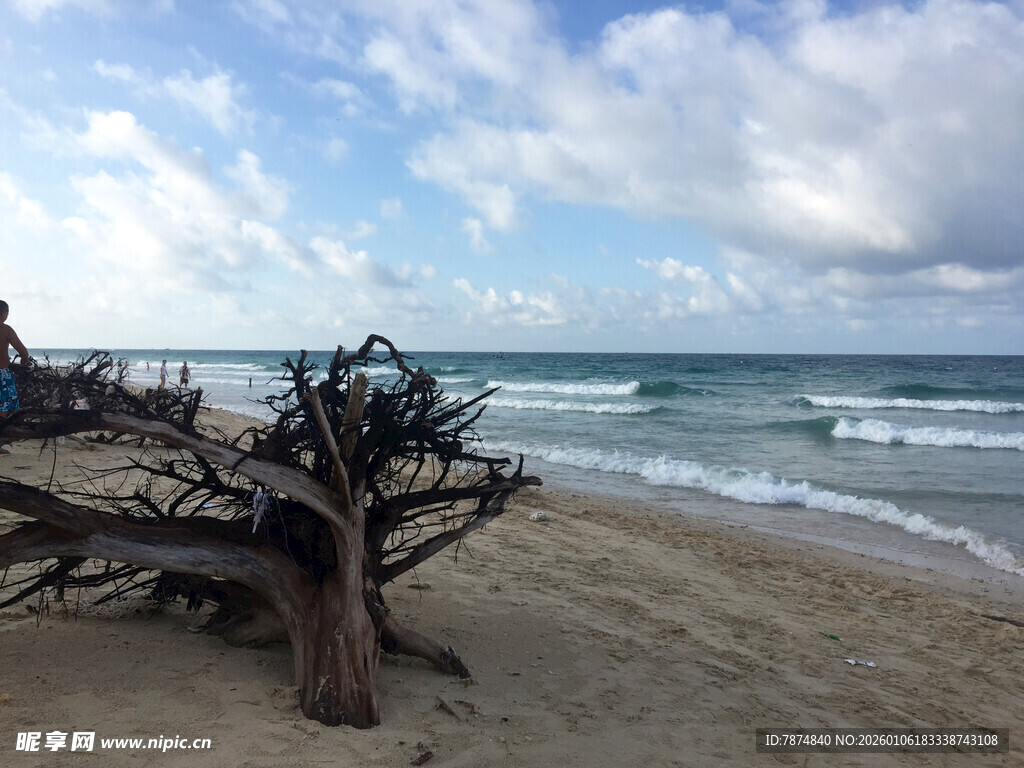 海滩上的枯树与海浪景观