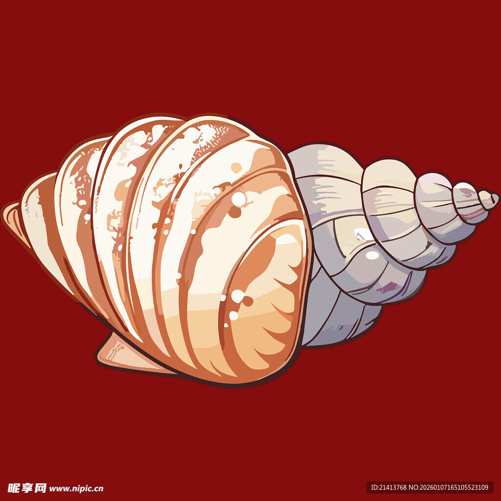 彩色条纹海螺插画
