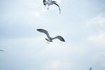 天空中飞翔的海鸥