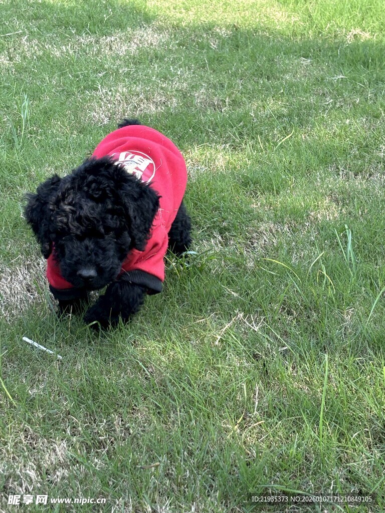 穿红衣的小黑狗趴草地上