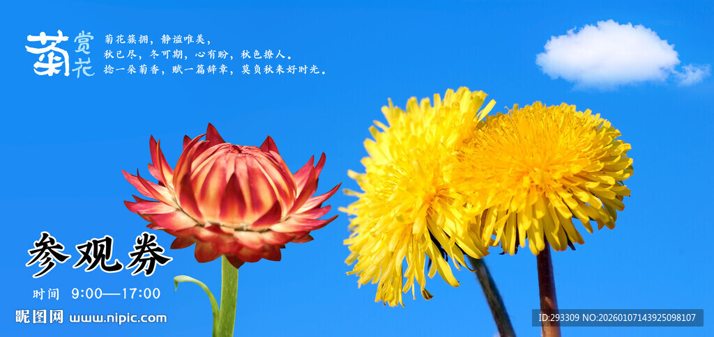 菊花展秋日绽放的艳丽花朵