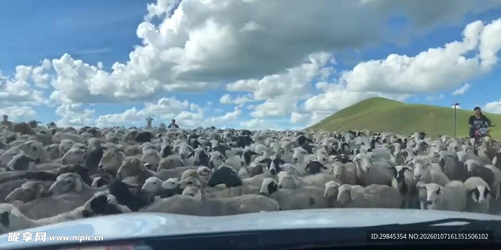 草原上的牛群与蓝天白云