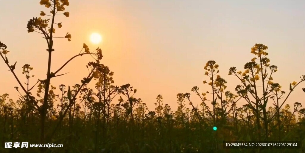 夕阳下的田野植物景观