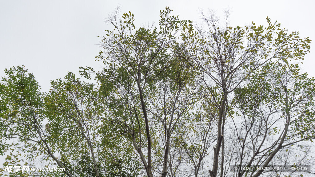 枝头绿意初显的树木