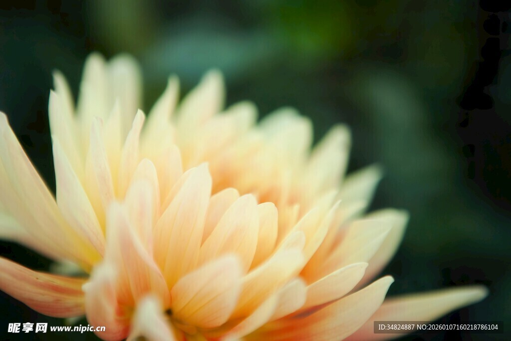 柔美绽放的淡黄花朵