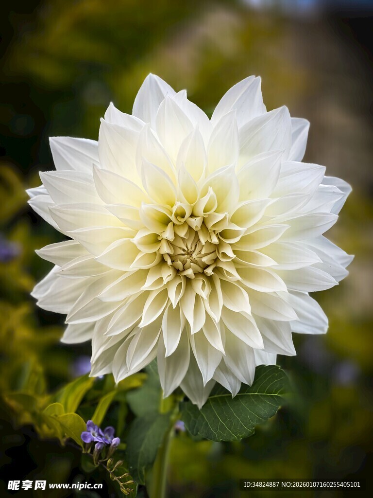 白色大丽花特写