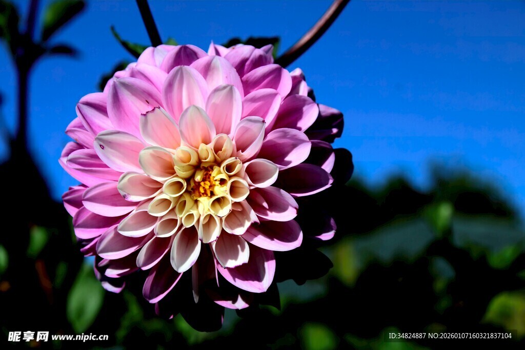 娇艳大丽花绽放蓝天之下