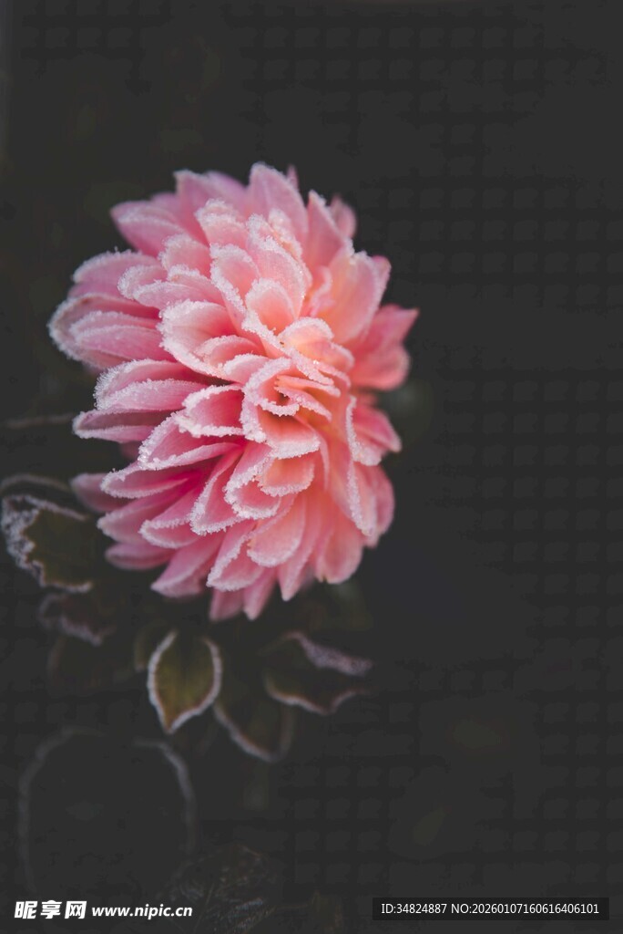 粉色柔美大丽花特写