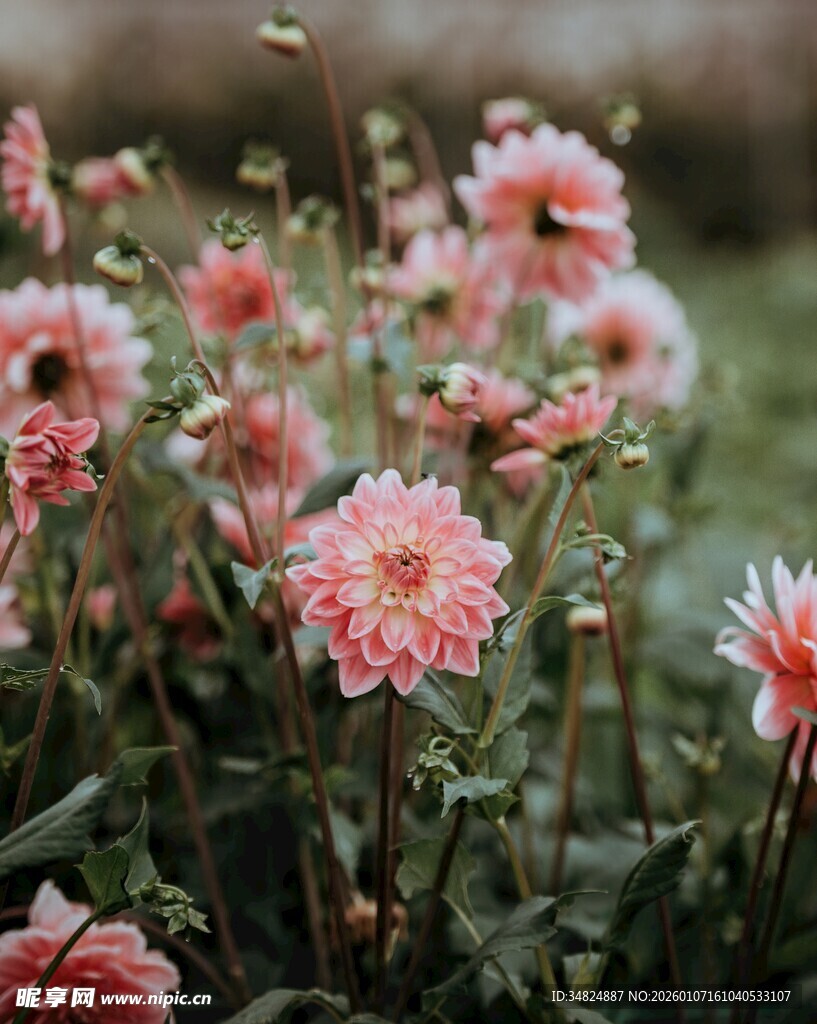 粉色大丽花绽放美景