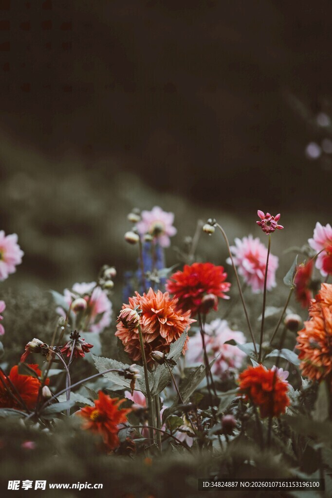 多彩花卉绽放于自然