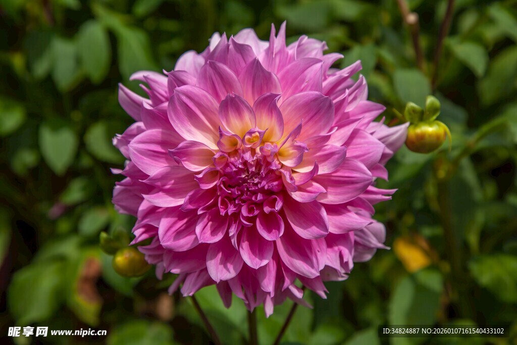 娇艳粉色大丽花绽放