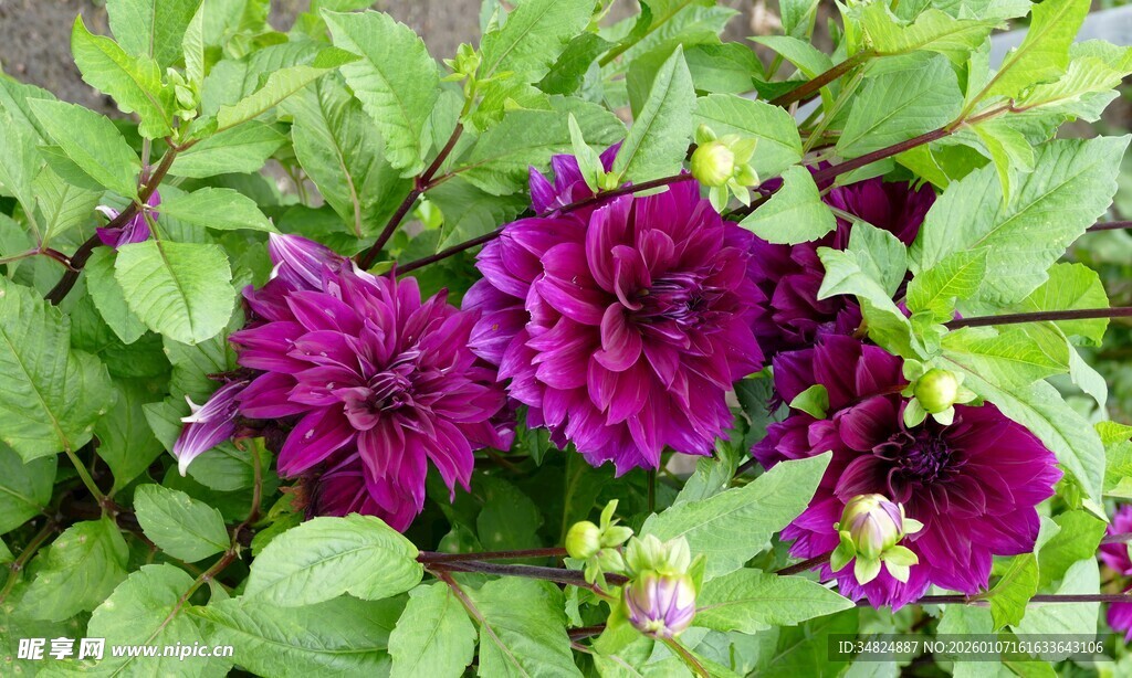 艳丽紫花绽放绿叶间