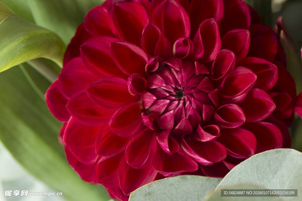 深红大丽花特写