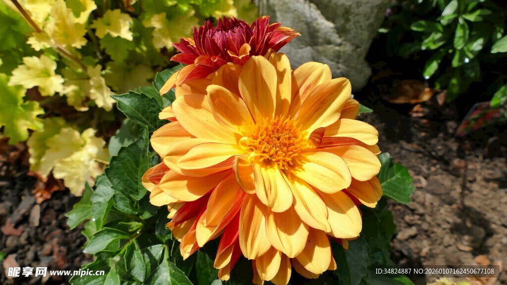 艳丽大丽花绽放