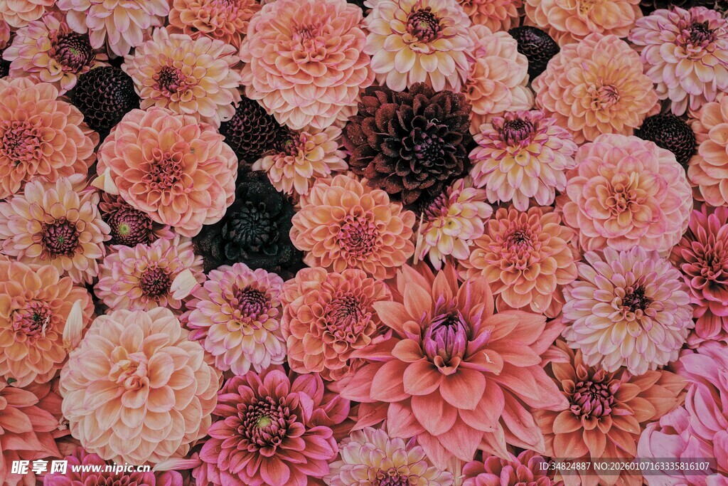 粉色大丽花绽放美景