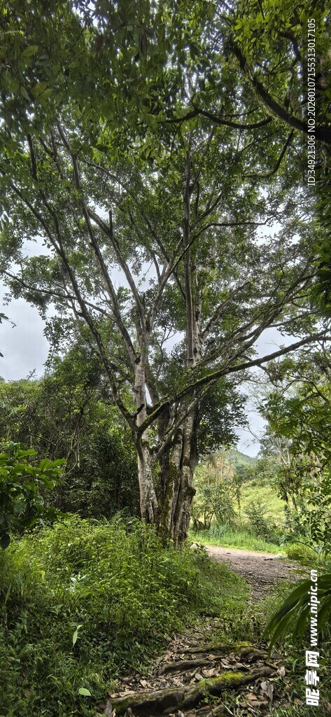 林间小道绿意盎然的自然景