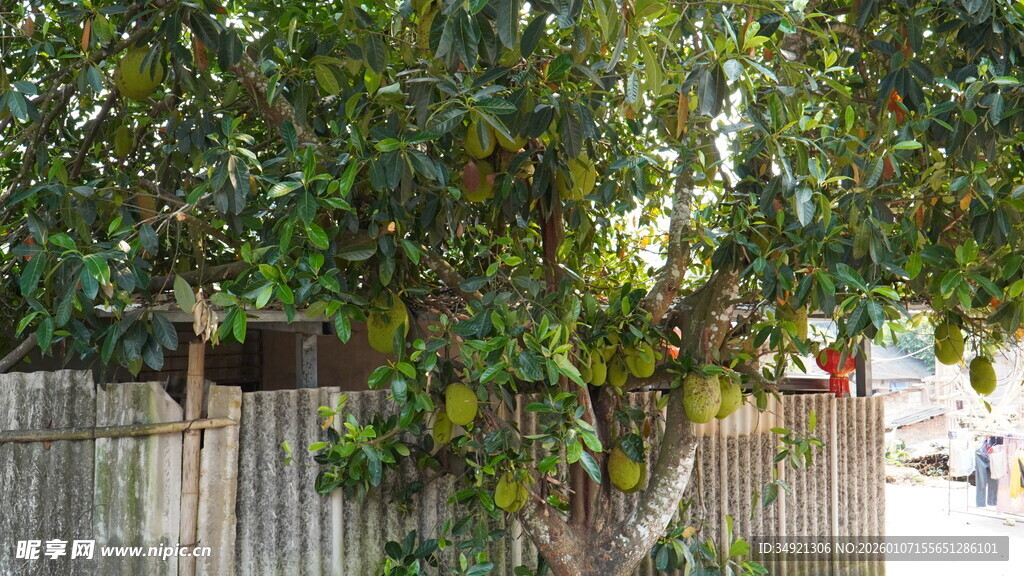 木栅栏旁的繁茂绿树