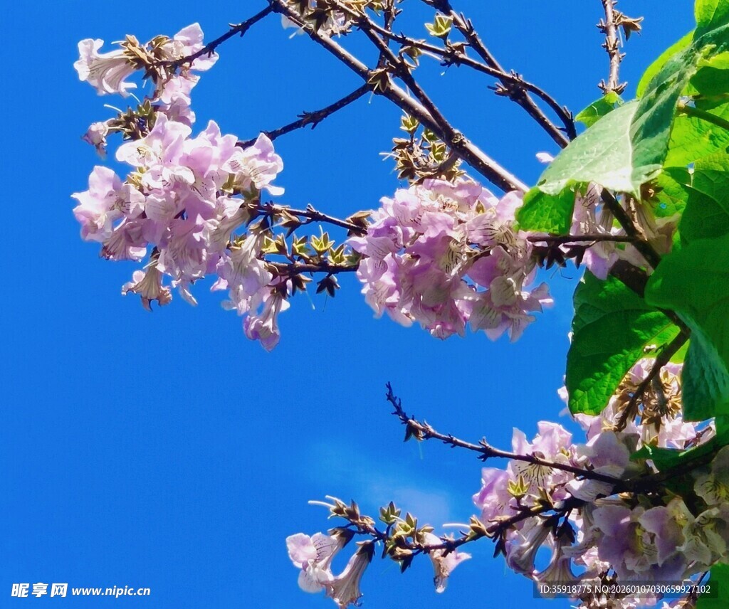 蓝天映衬下的烂漫樱花