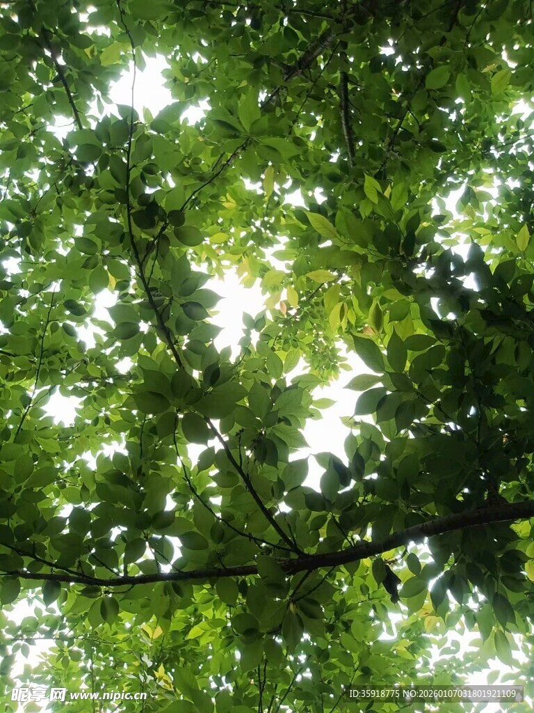 透过树叶的斑驳阳光