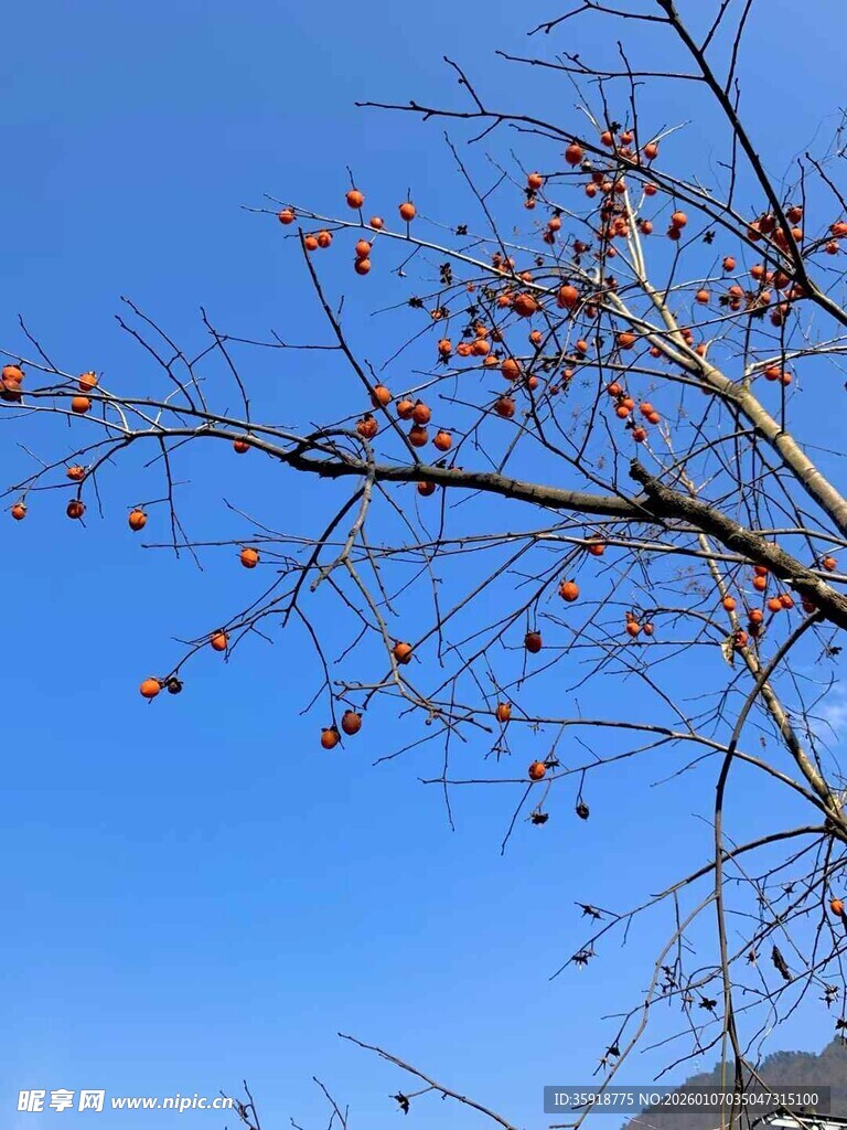 蓝天映衬下的柿子树枝