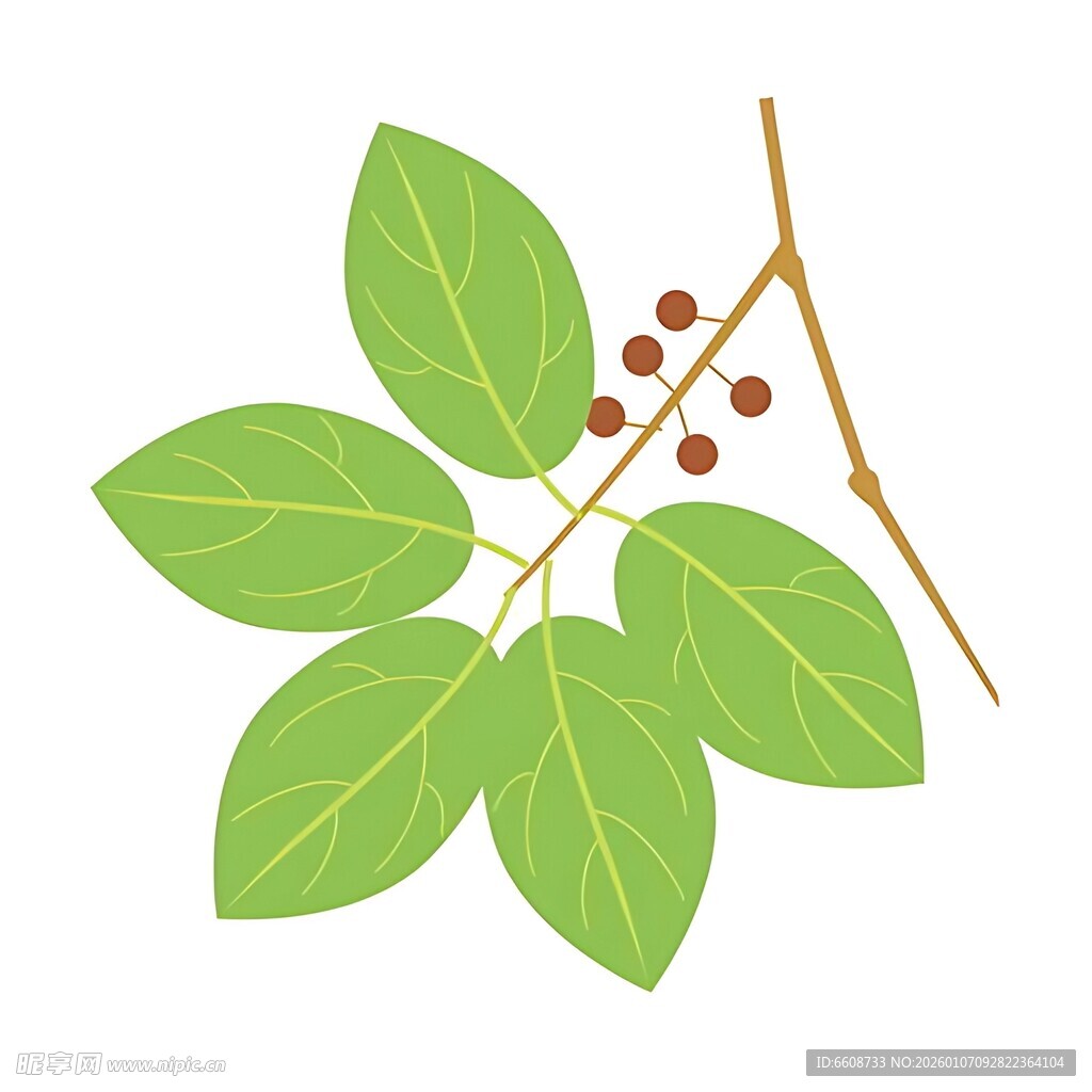 绿叶与果实的植物枝条