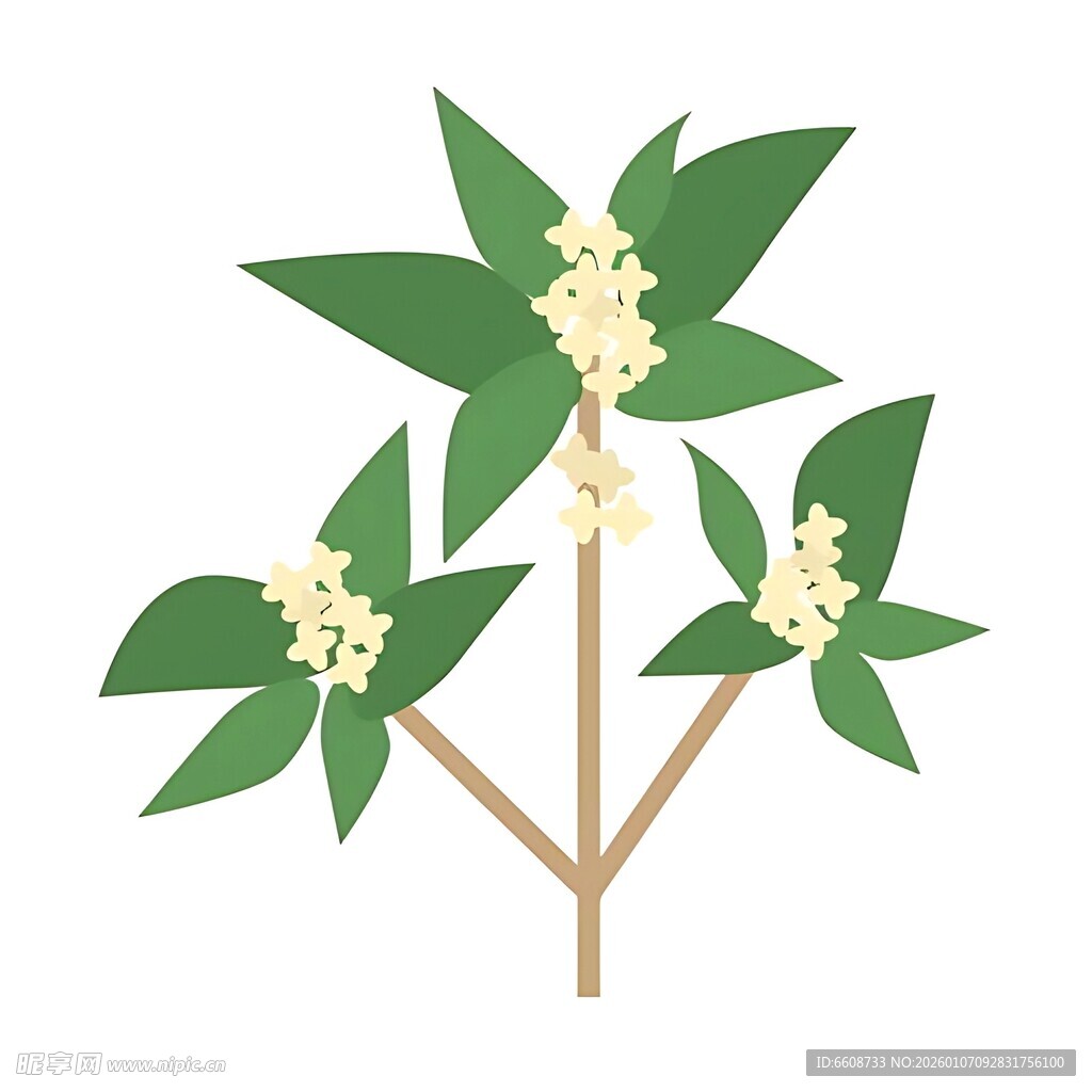 绿叶白花植物插画