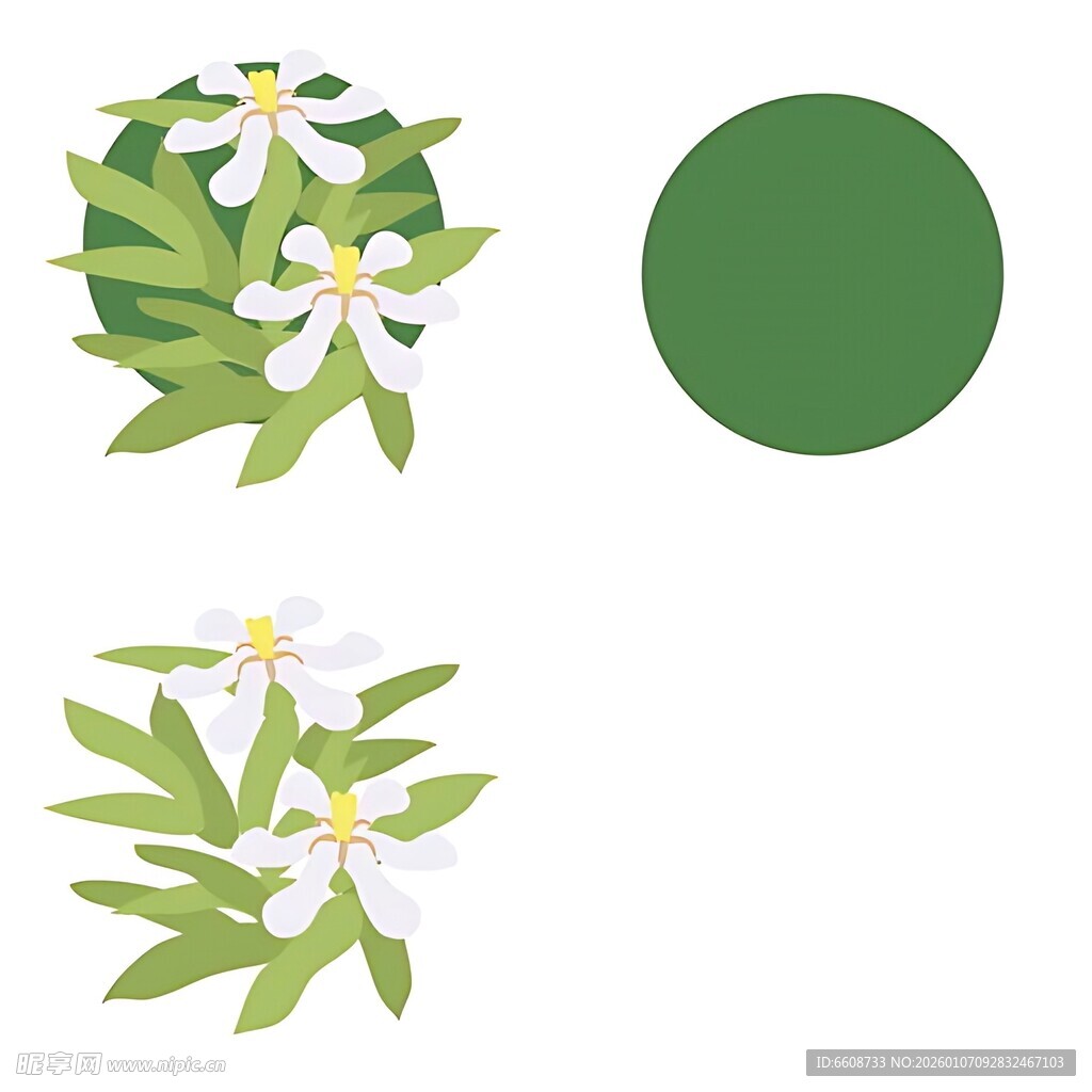 清新柑橘花与绿叶插画