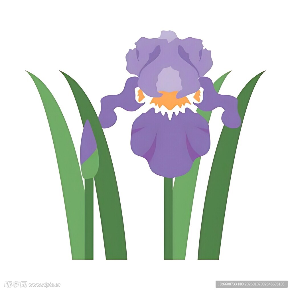 紫色鸢尾花插画