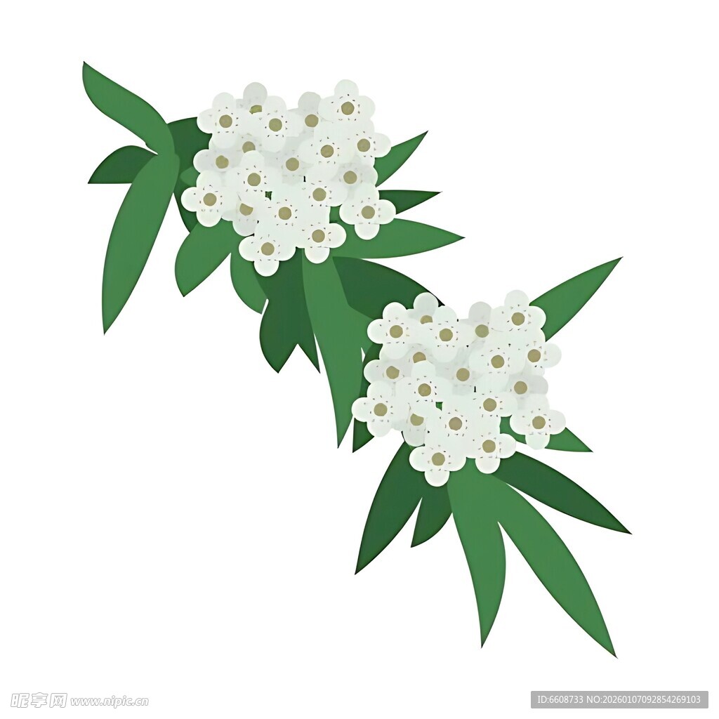 白色花朵与绿叶插画