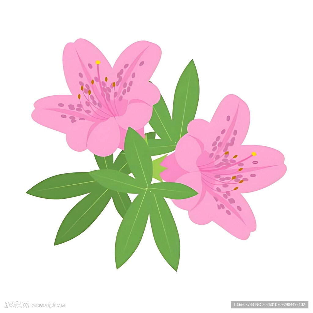 粉色花朵与绿叶插画