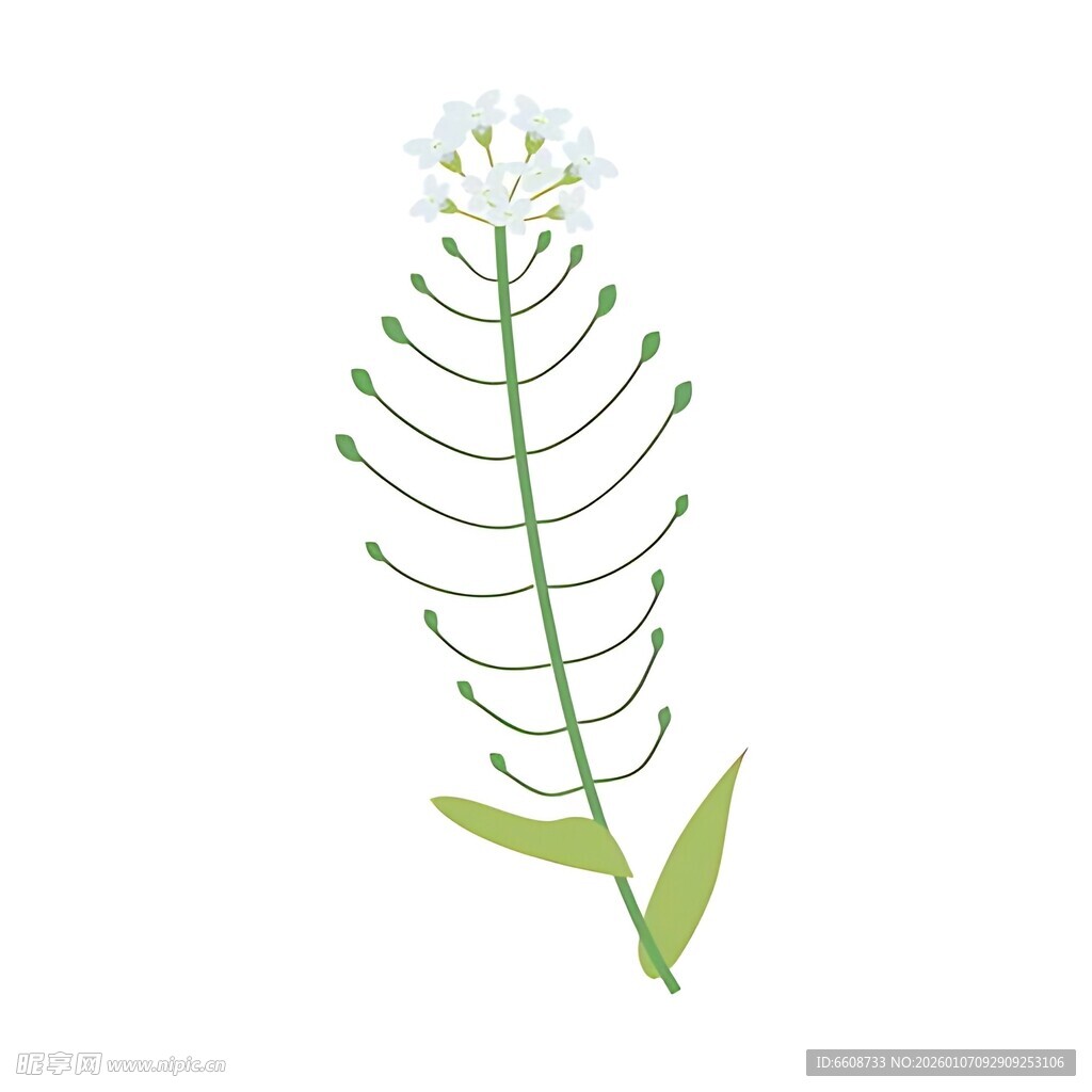 白色小花植物插画