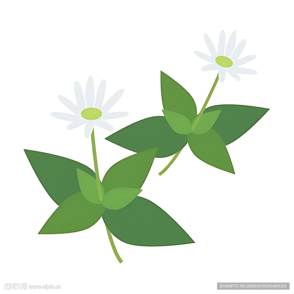 两枝小白花与绿叶插画