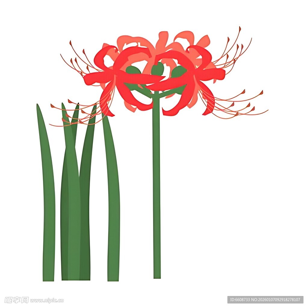 红色彼岸花插画