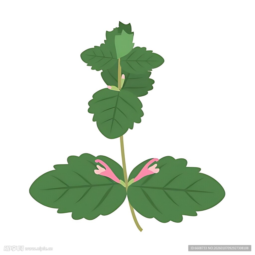 绿叶粉花植物插画