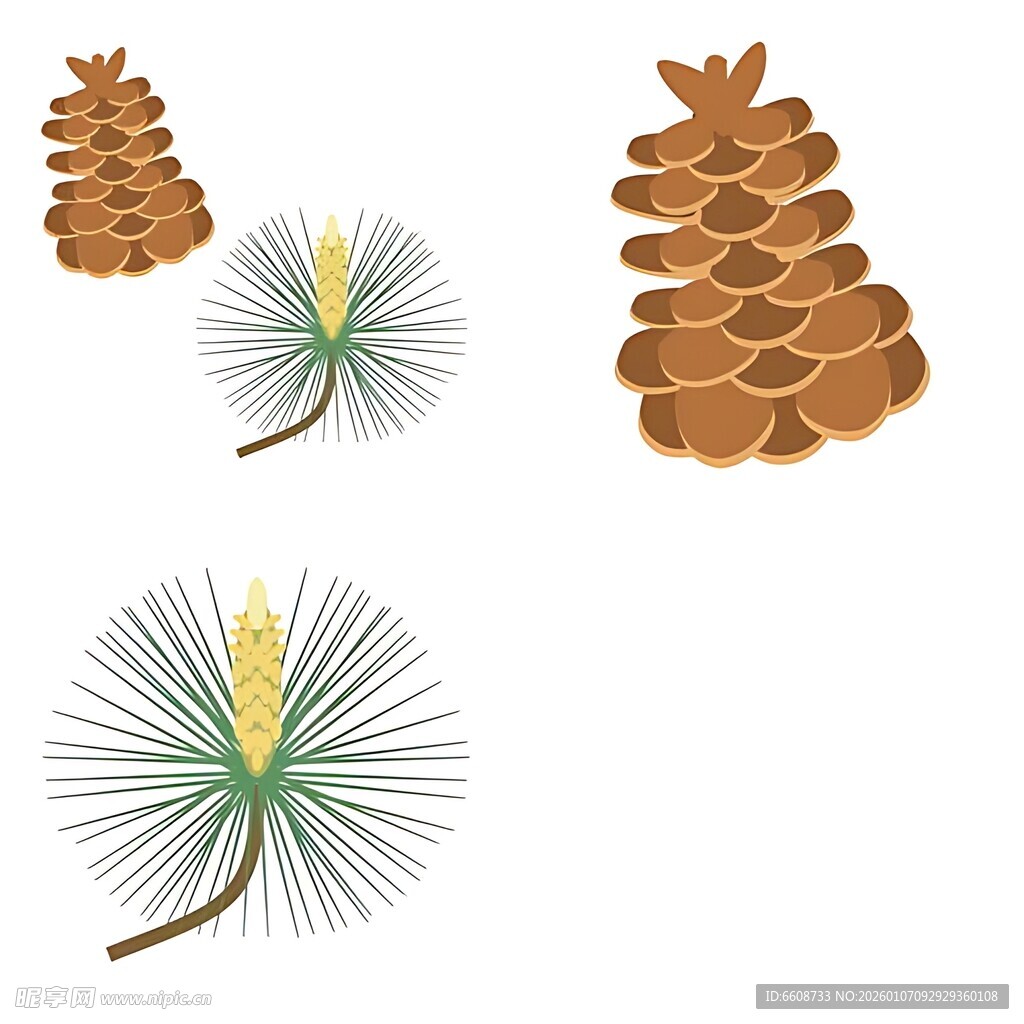 松果与松枝插画素材