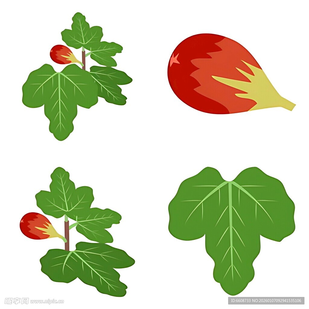 无花果插画 果实与叶片