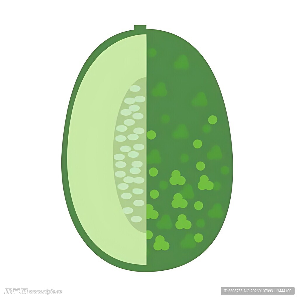 切开的绿色甜瓜