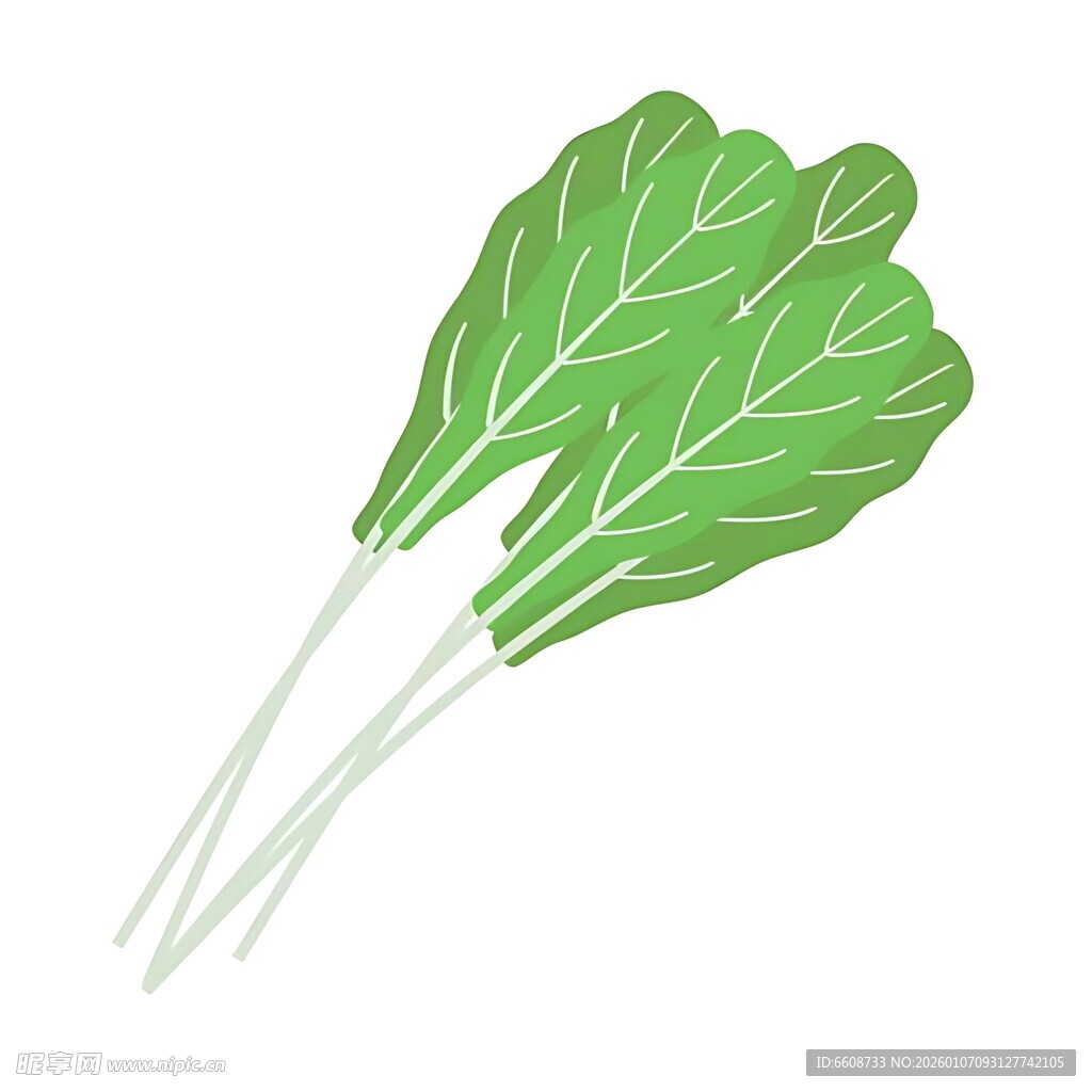 新鲜小白菜插画