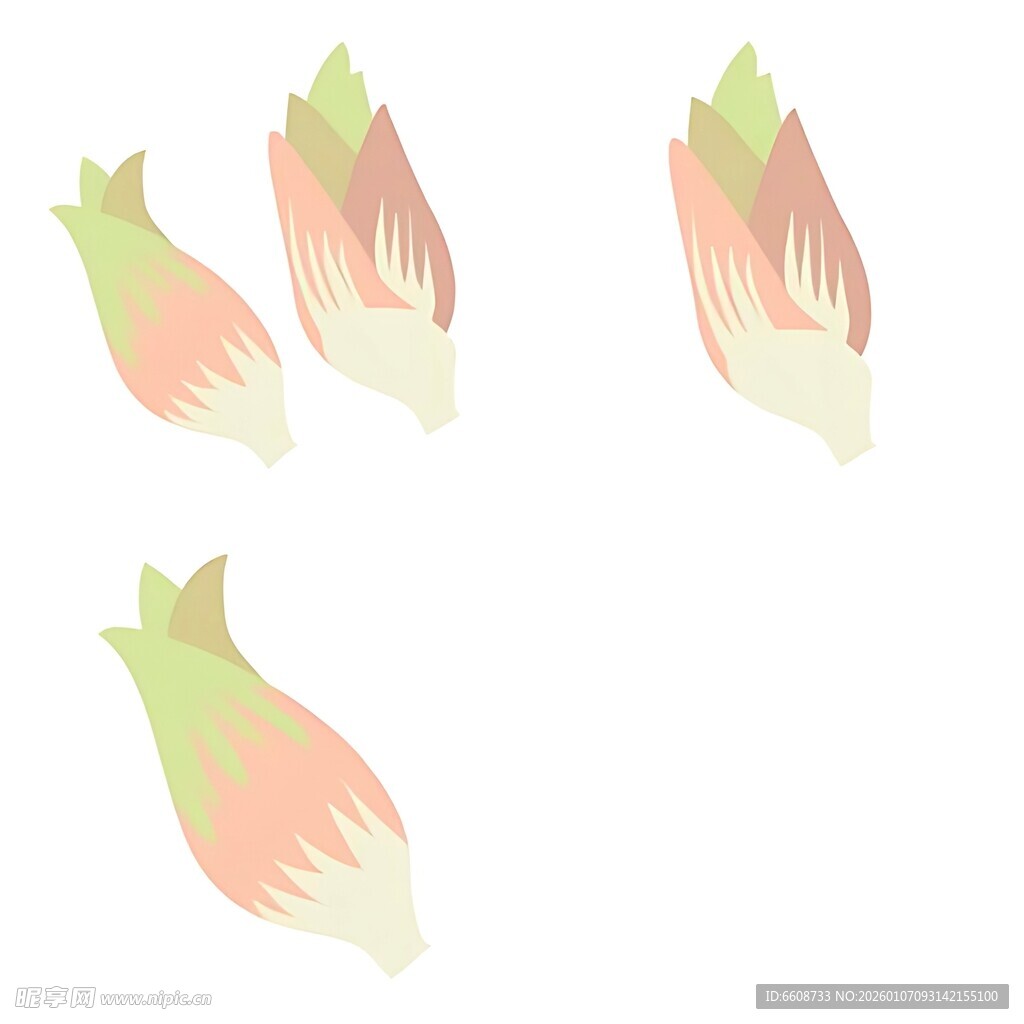 手绘彩色花苞插画