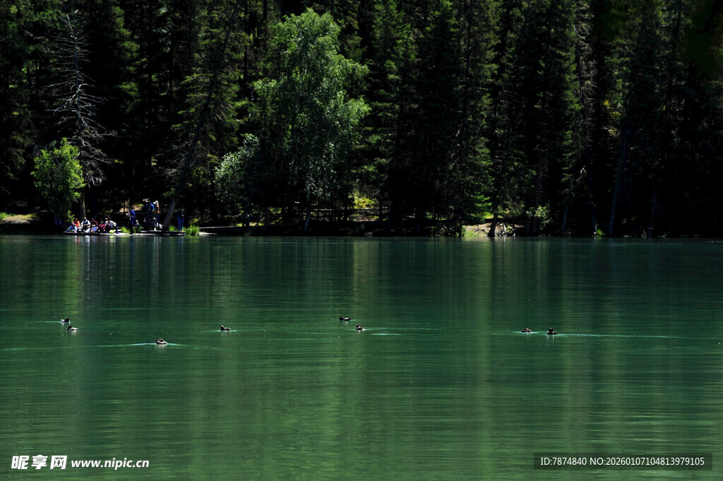 宁静湖畔的森林美景