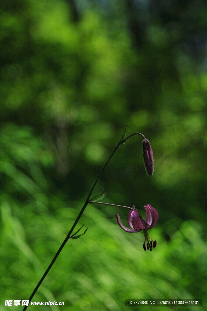 草丛中的娇艳小花