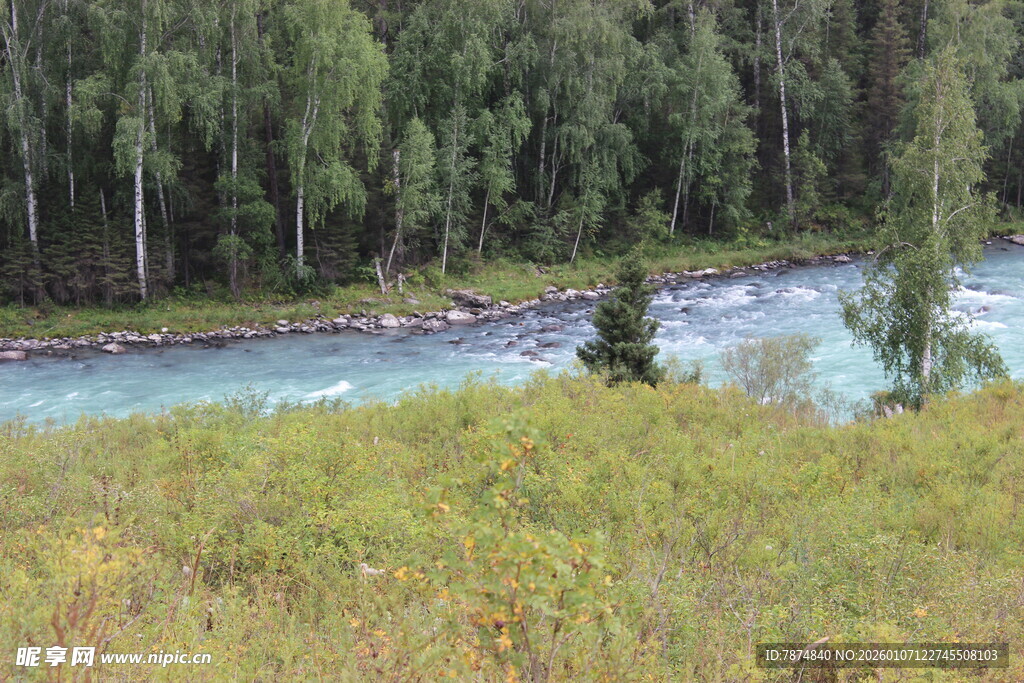 河畔葱郁树林自然风光