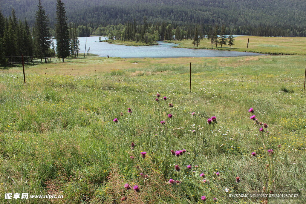 草原野花与远处建筑景观
