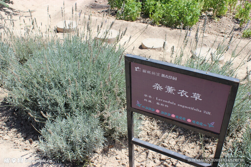 沙漠植物展示牌