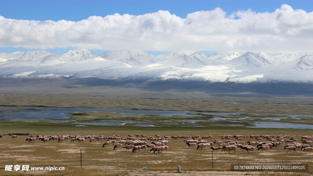 草原上的动物群与壮丽风景