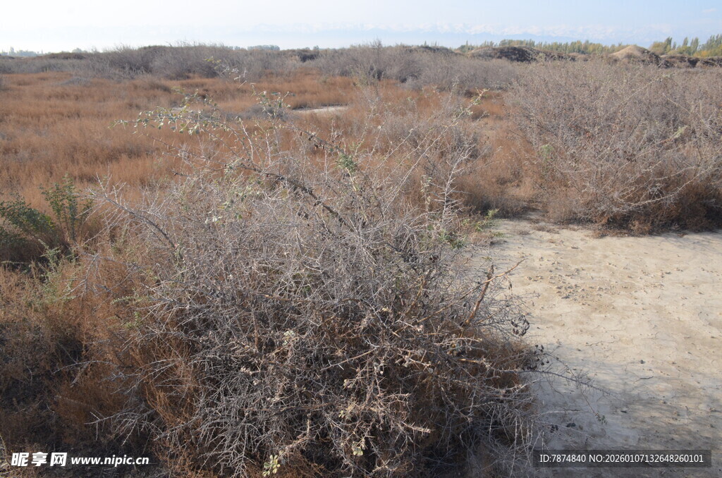 荒野中的干枯植被景观