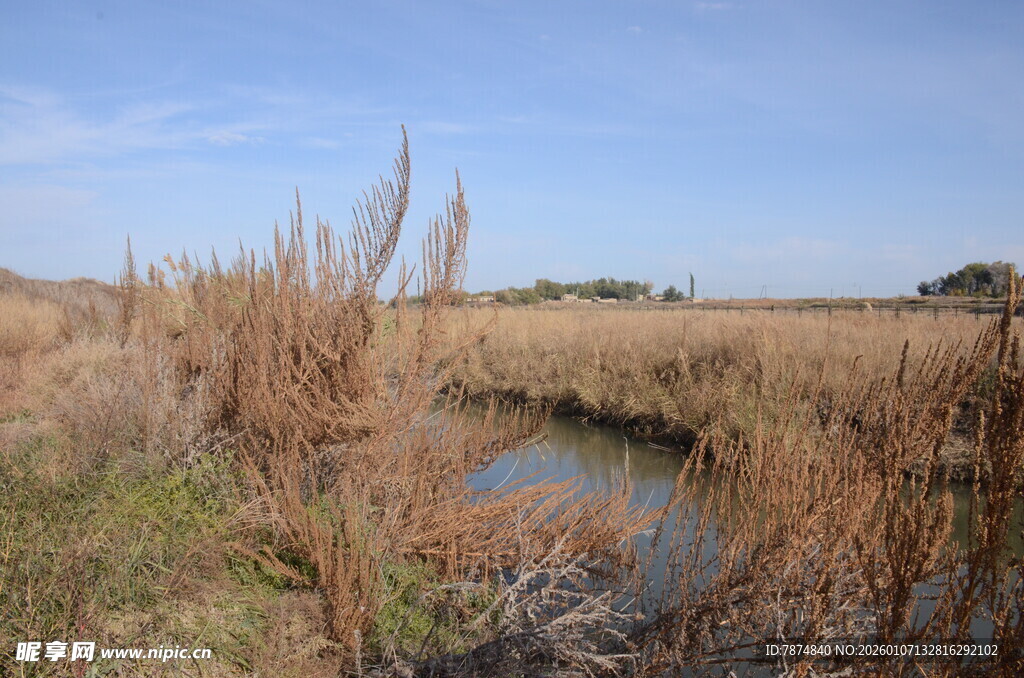 湿地芦苇间的静谧小水塘