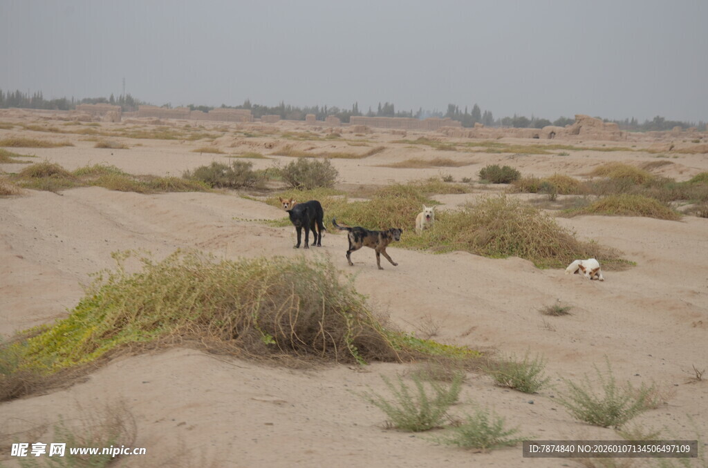 沙漠中的动物群