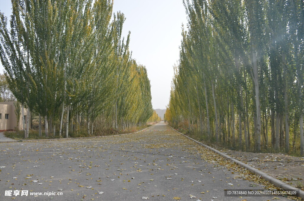 林荫大道 静谧秋日风光